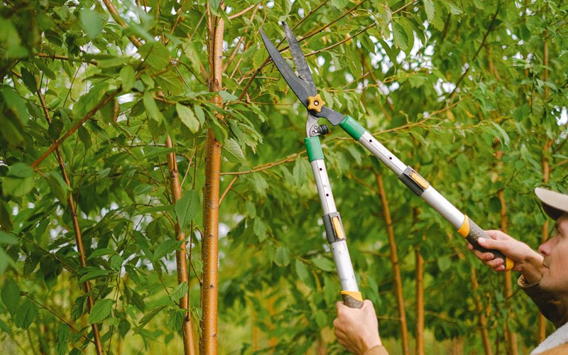 Tree trimming in Ferron, UT